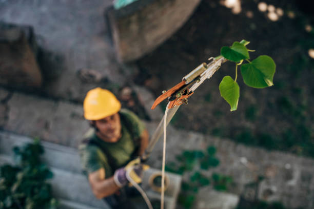 Apple Mountain Lake, VA Tree Removal Company