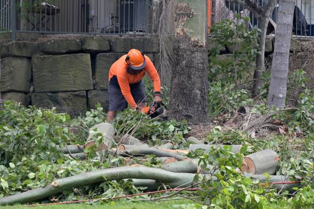 Best Hazardous Tree Removal  in Apple Mountain Lake, VA
