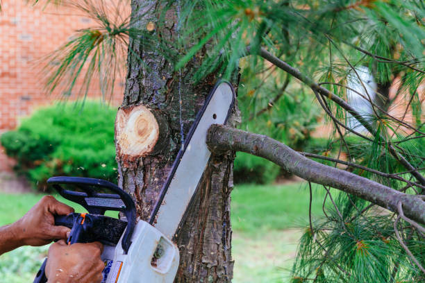 Best Hazardous Tree Removal  in Apple Mountain Lake, VA